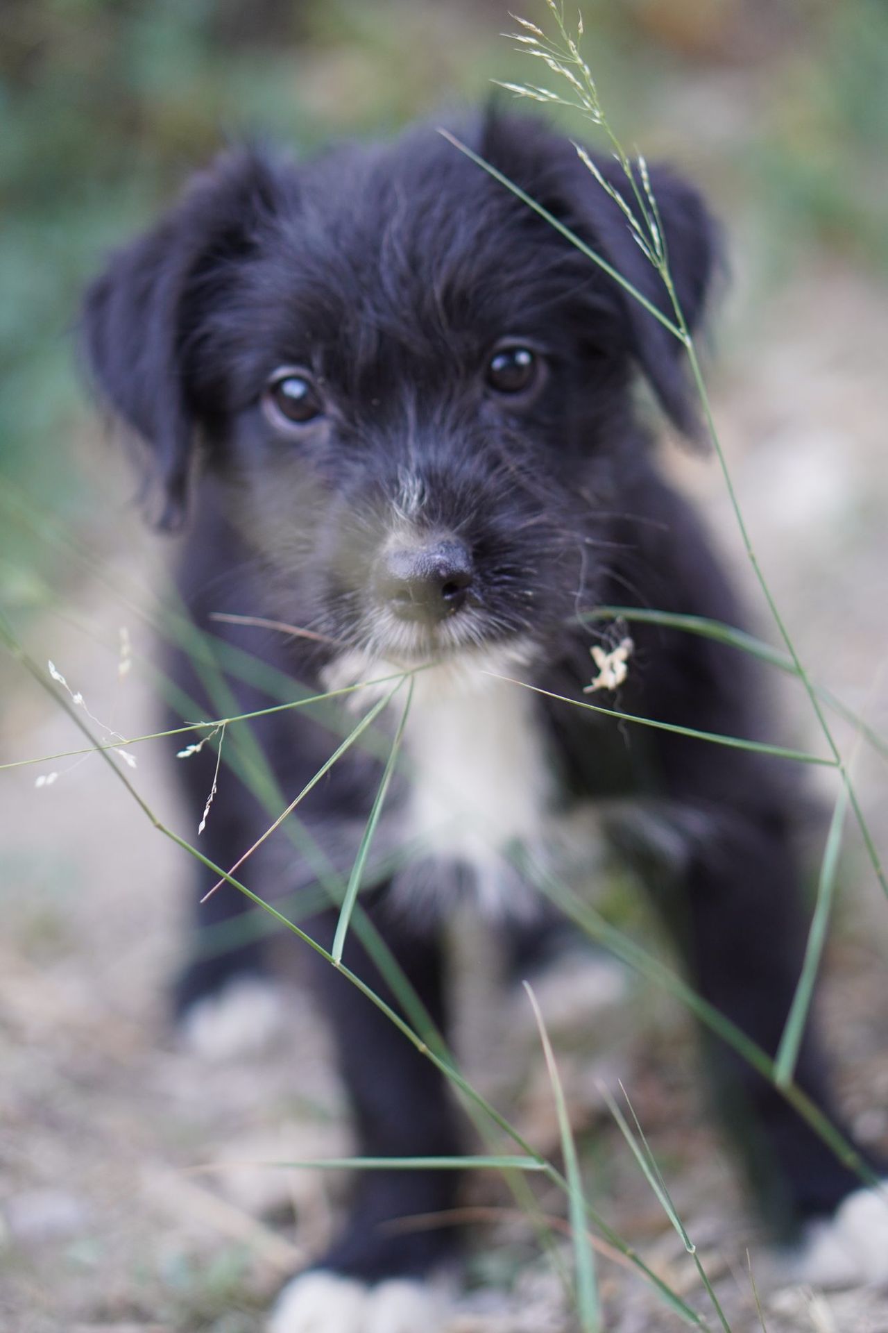 Cachorro rescatado por Impacto Animal mirando entre la hierba, protectora de animales en Almería