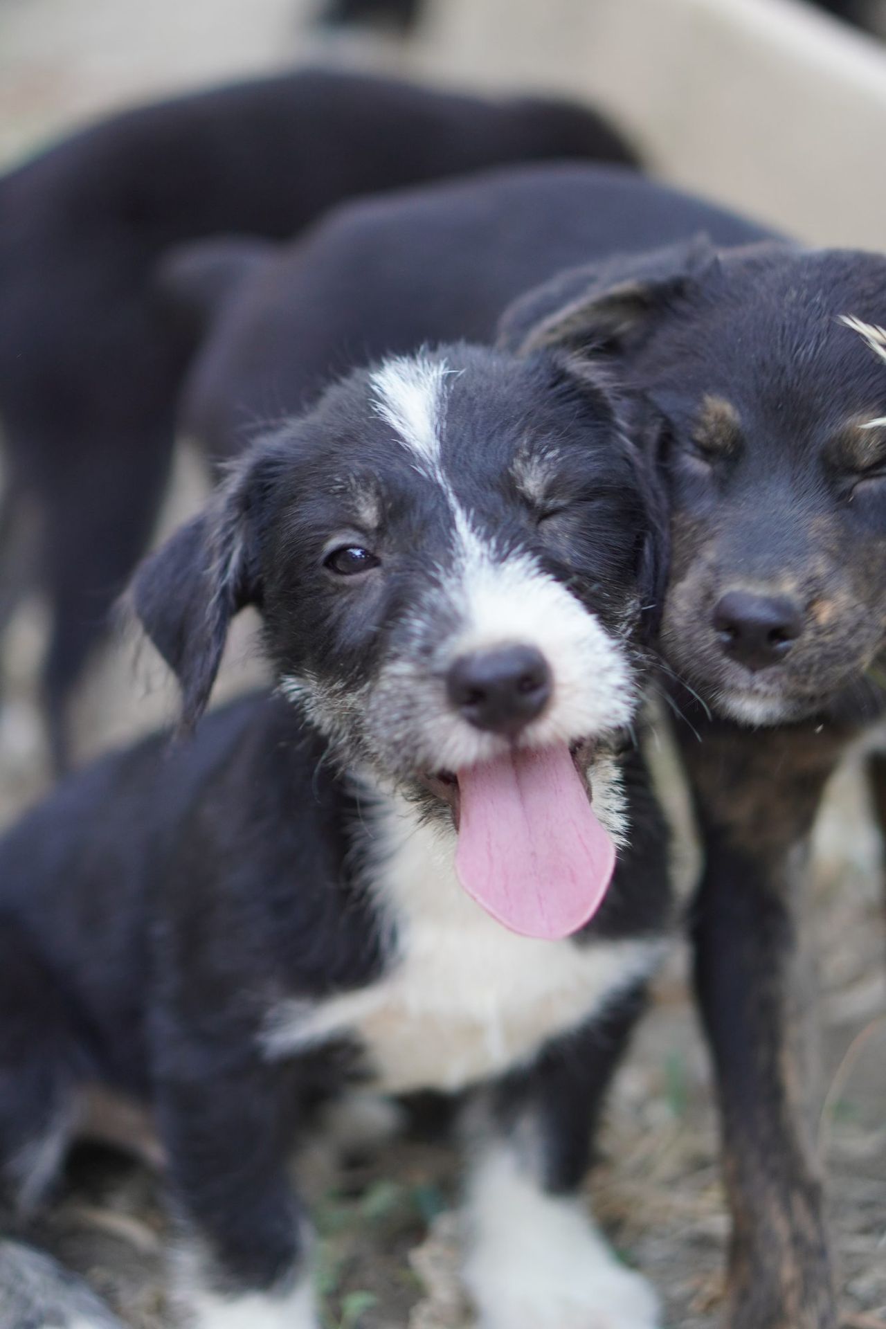 Dos cachorros rescatados abrazados, esperando adopción