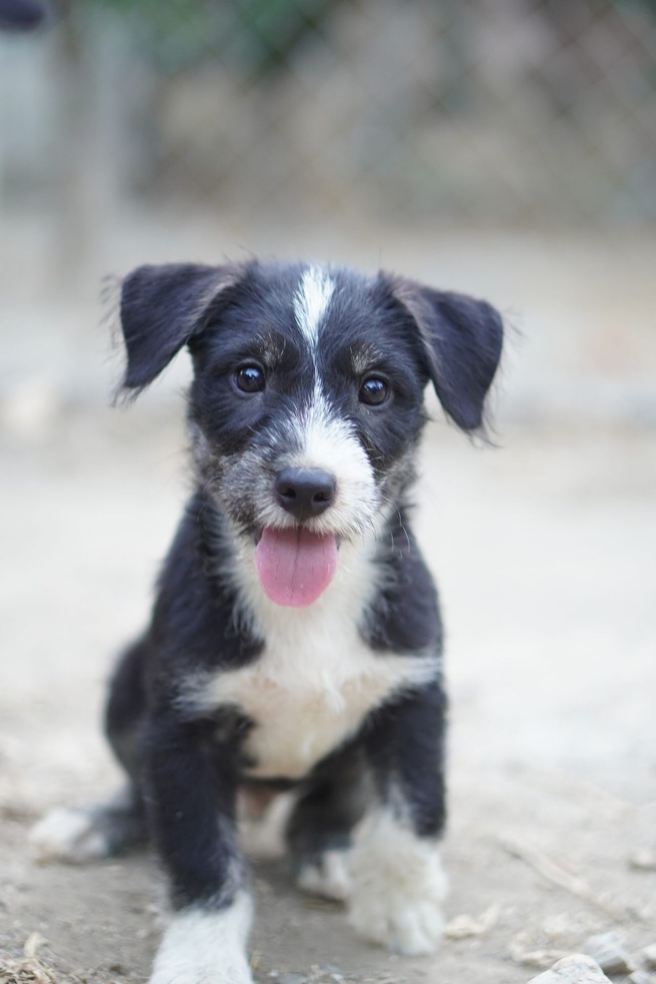 Cachorro en adopción en Almería esperando una familia