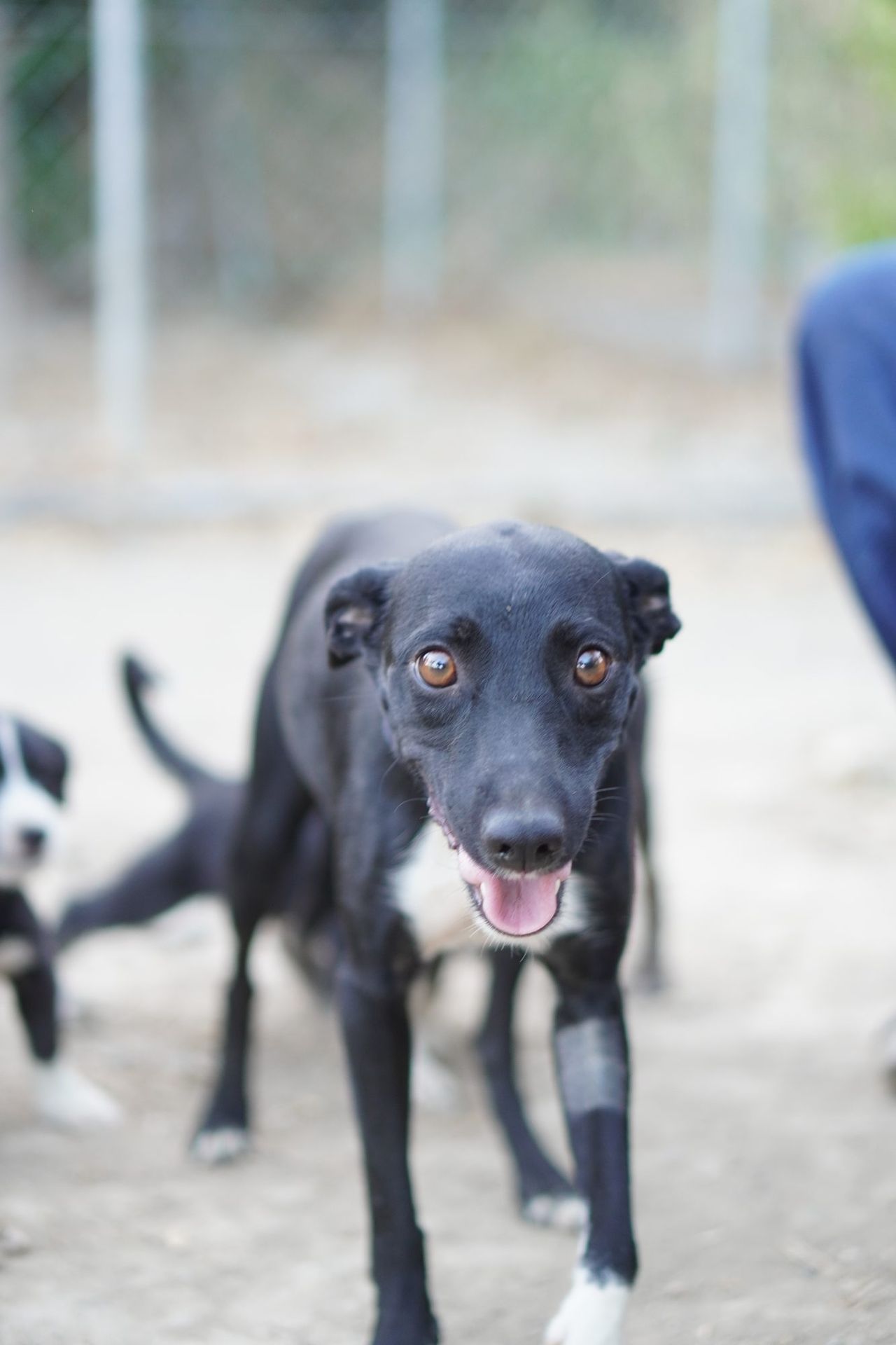 Perro rescatado en Almería de ojos color miel, en adopción