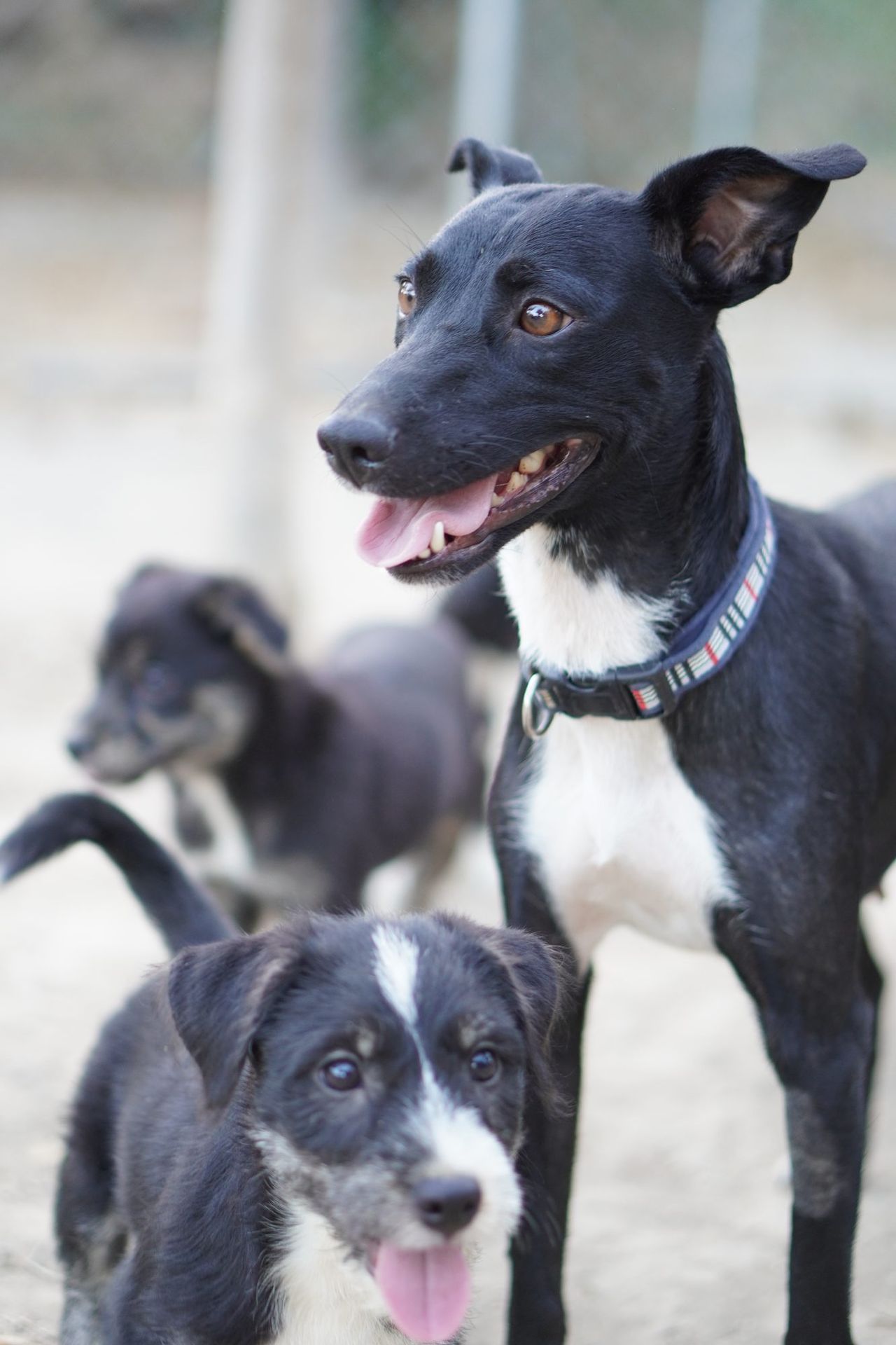 Perra rescatada con sus cachorros, que necesitan casa de acogida