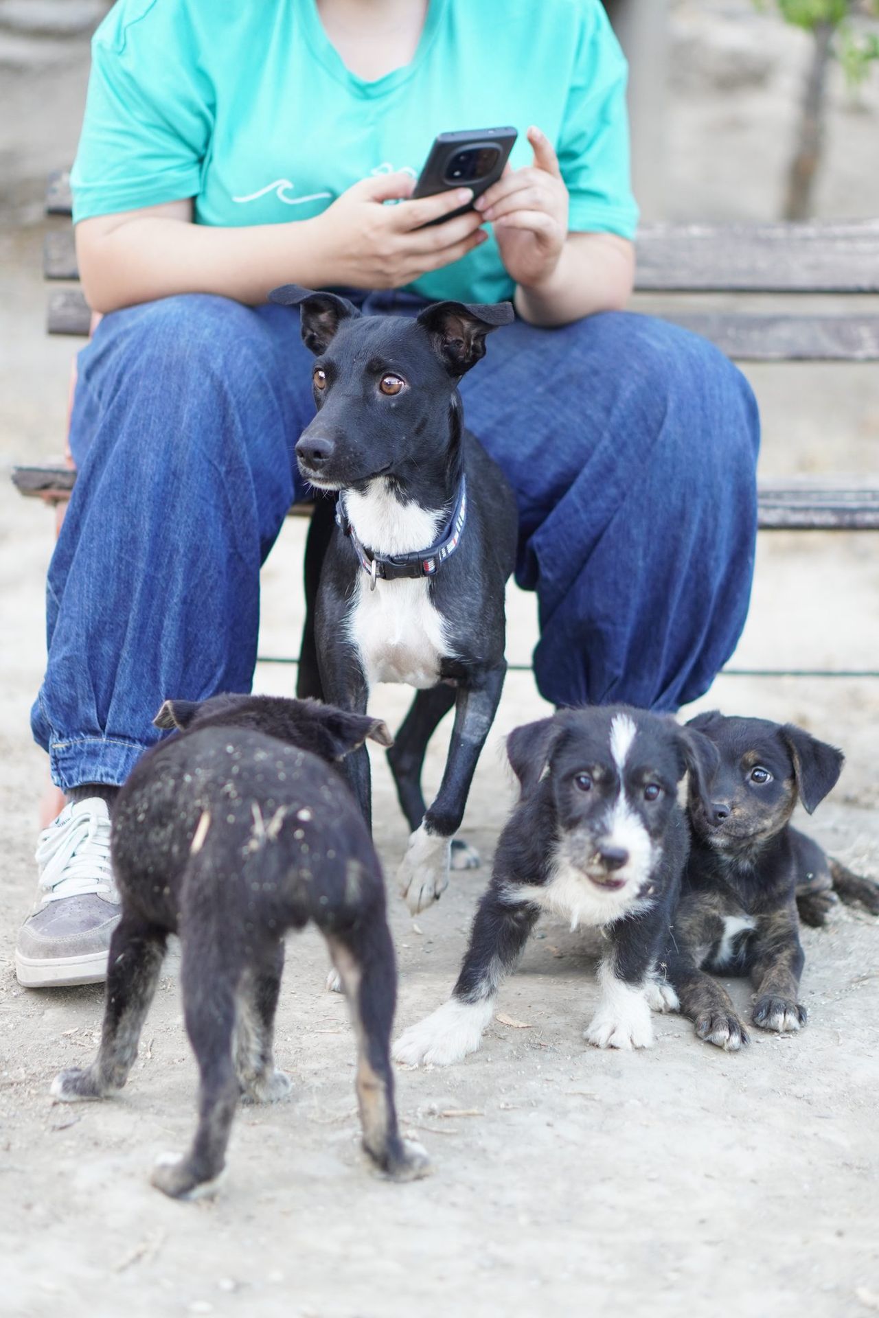 Voluntaria de Impacto Animal con perros rescatados
