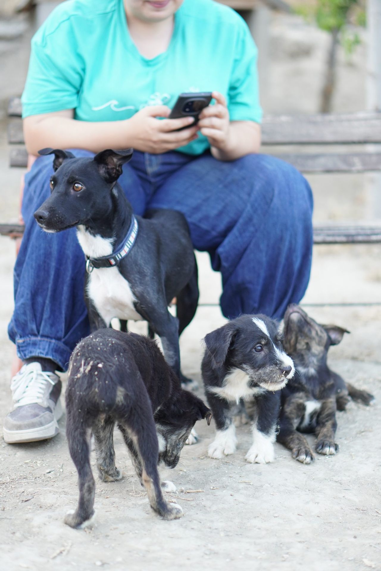 Voluntaria de Impacto Animal con perros que buscan casa de acogida