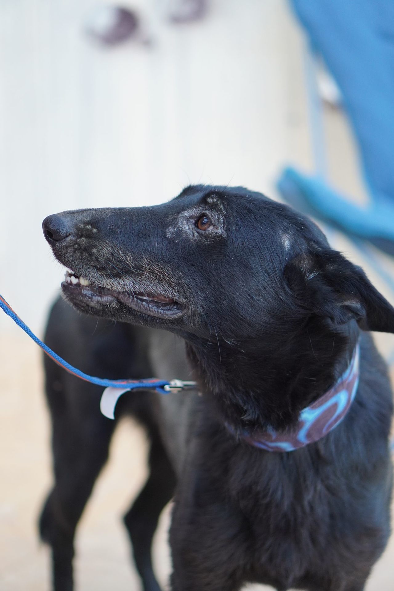 Pandora, perra pastora belga negra rescatada en Almería, mirando hacia arriba