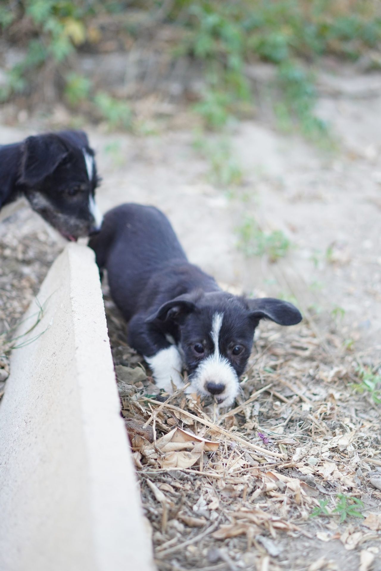 Cachorros rescatados por Impacto Animal jugando junto a un muro en Almería