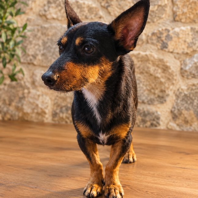 Buñuelo, cruzado en adopción en Almería