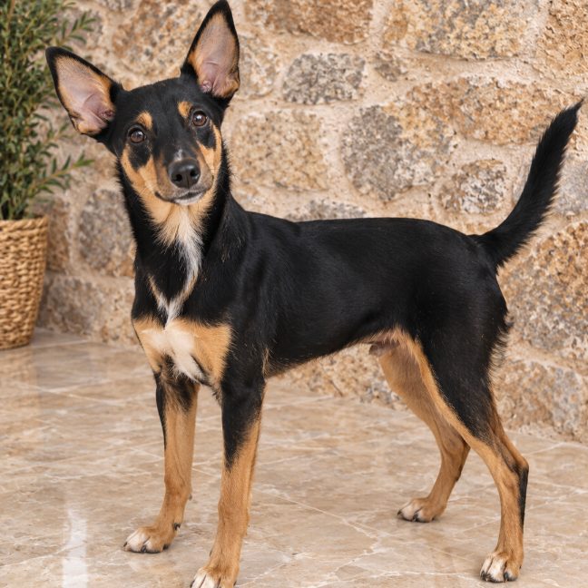 Foxy, cruzado en adopción en Almería