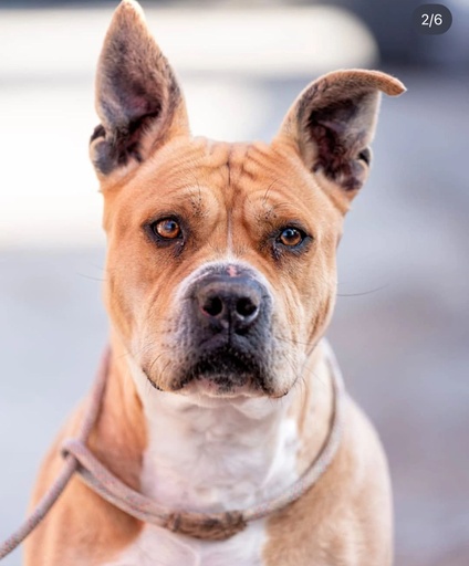 Alba, perro en adopción en Almería