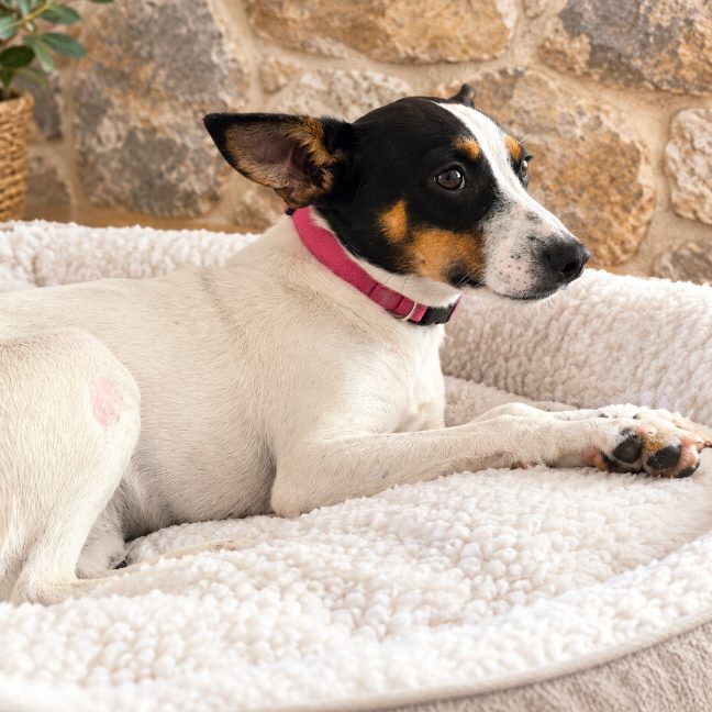Elisa, cruzado en adopción en Almería